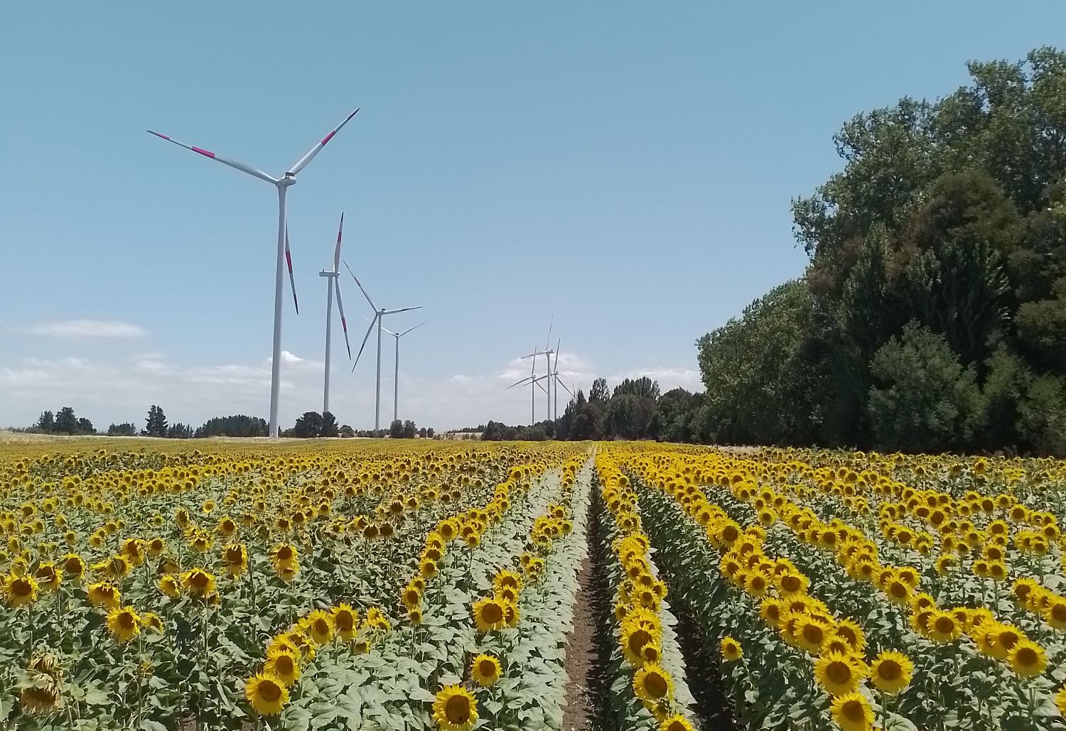 wpd Chile se integra como socio a la Asociación de Generación Renovable y suma representación en su directorio